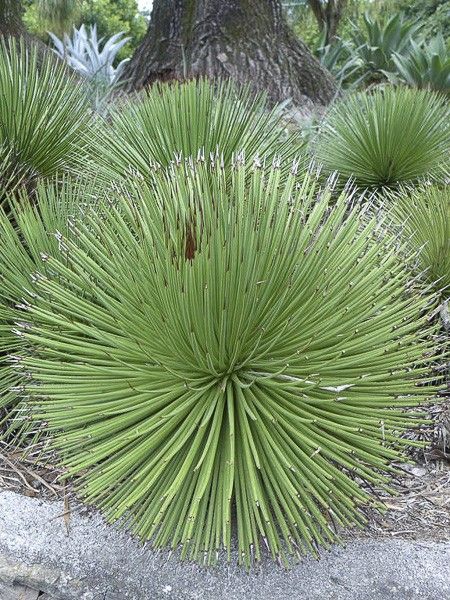 Agave 'Nana'