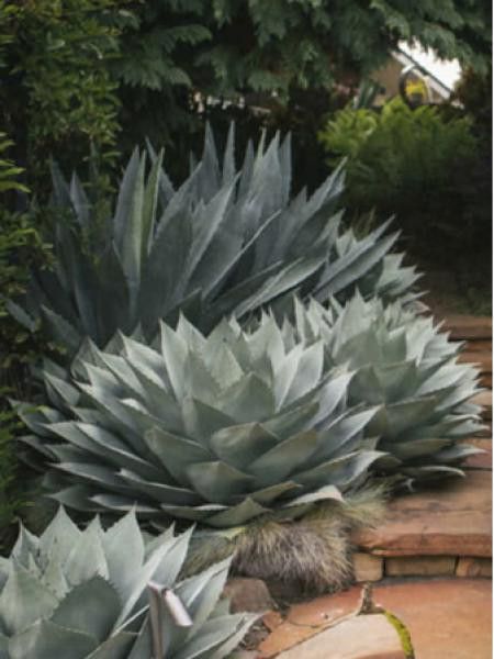 Agave ovatifolia