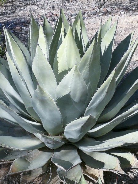Agave parryi var. huachucensis