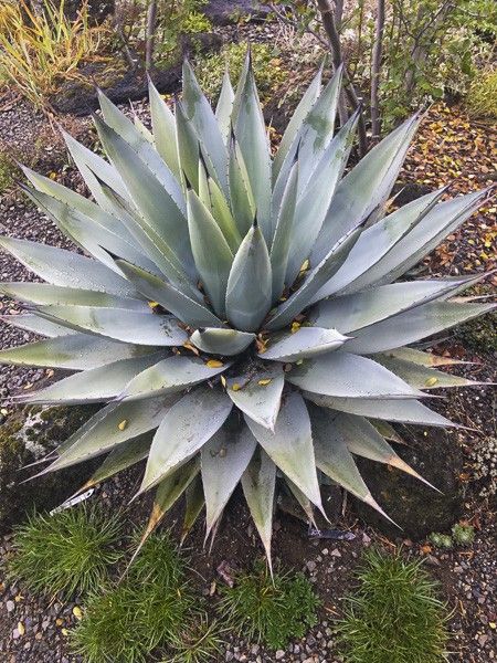 Agave parryi var. neomexicana