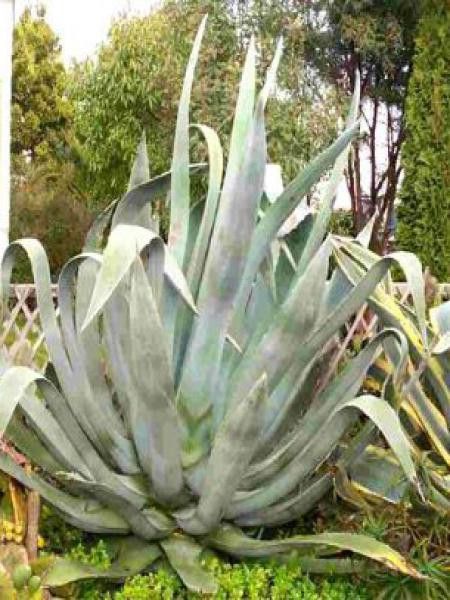 Agave