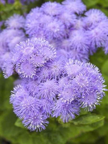 Agérate 'Blue Mink'