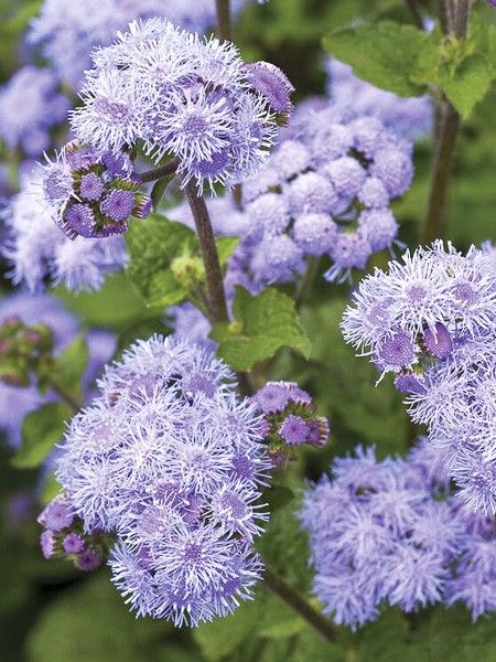 Agérate 'Blue Planet'