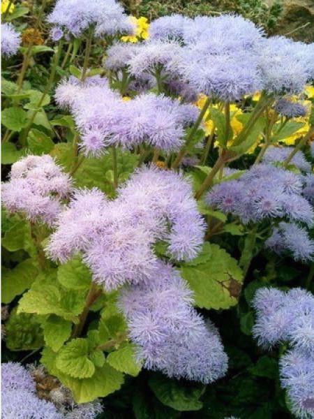 Agérate 'Impérial bleu'