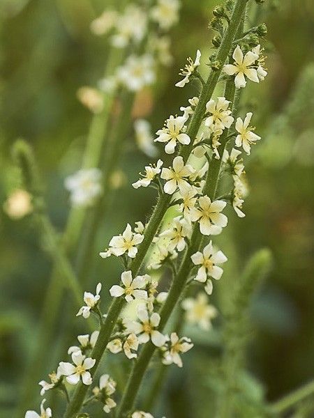 Aigremoine eupatoire 'Alba'