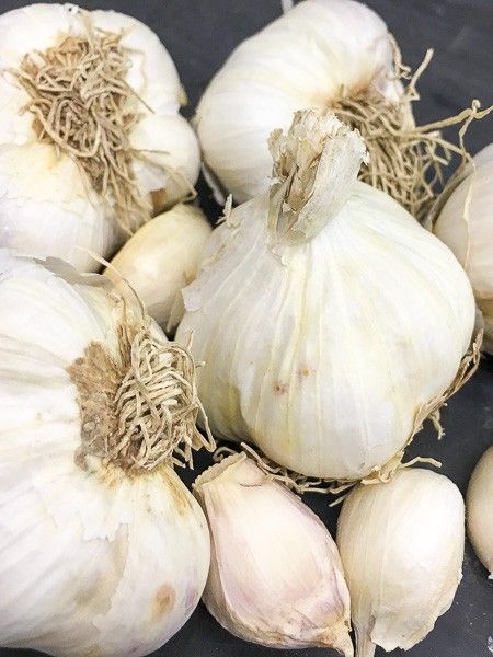 Ail commun 'Messidrome'