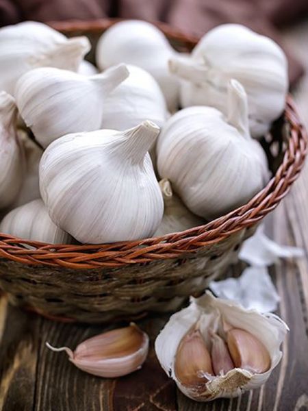 Ail culinaire rose 'Gayant'