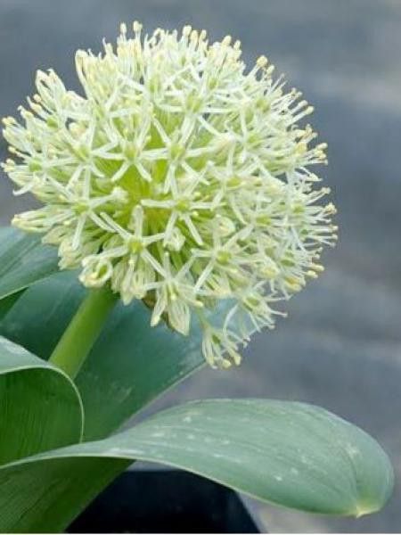 Ail d'ornement à feuilles larges 'Ivory Queen'®