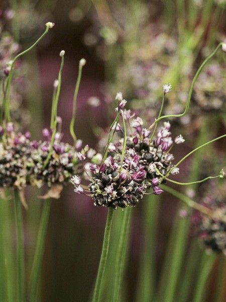 Ail d'ornement 'Bizarre'