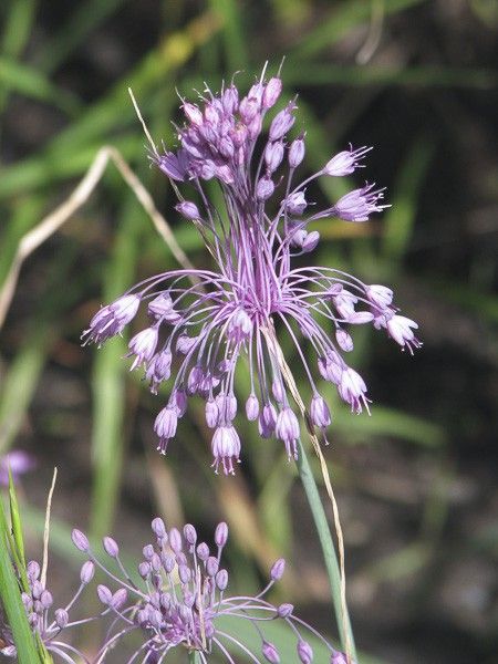 Ail d'ornement carinatum ssp pulchellum