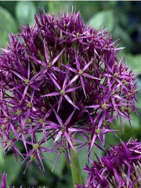 Ail d'ornement cristophii