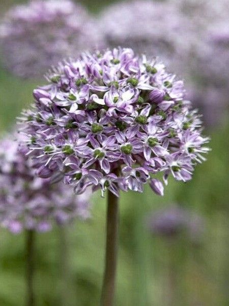 Ail d'ornement decipiens