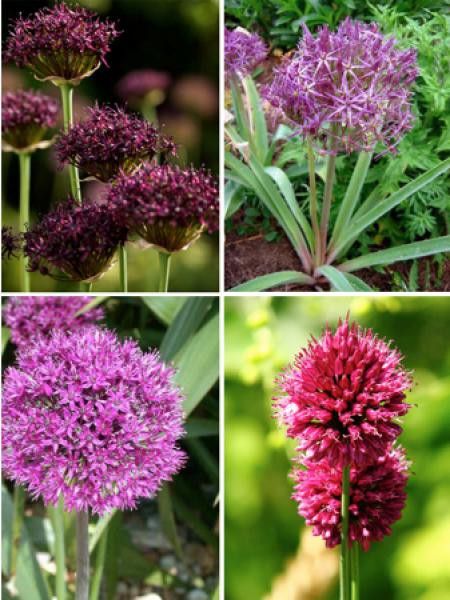 Ail d'ornement en mélange