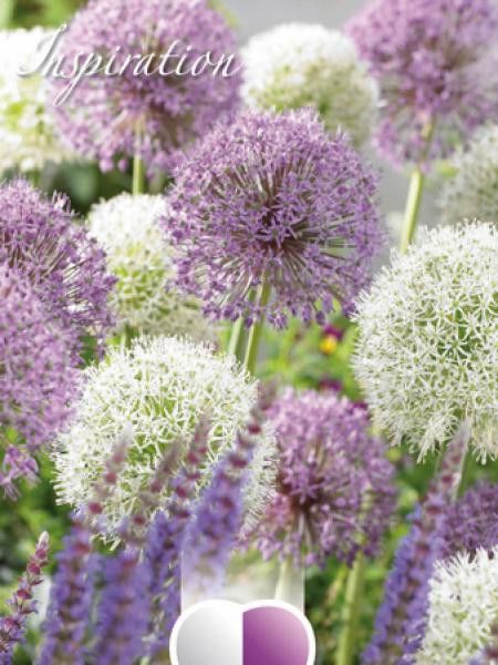 Ail d'ornement géant en mélange blanc et rose