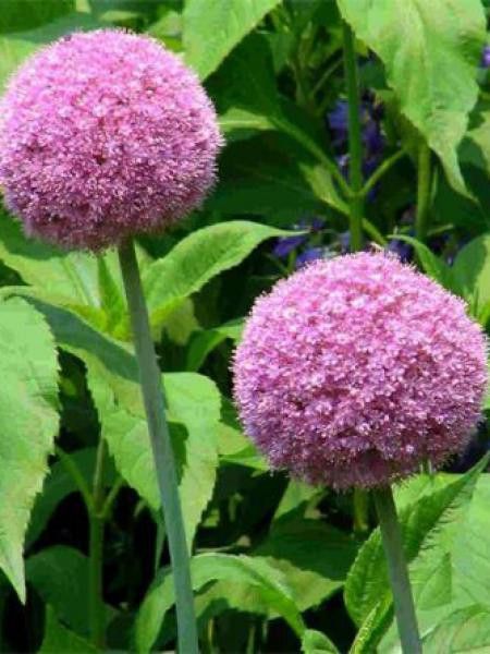 Ail d'ornement géant