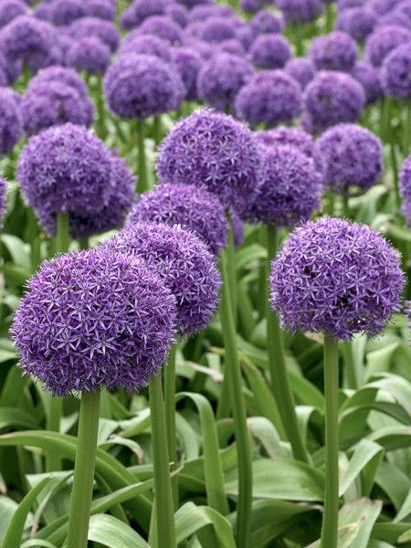 Ail d'ornement 'Globemaster'