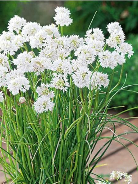 Ail d'ornement 'Gracefull Beauty'