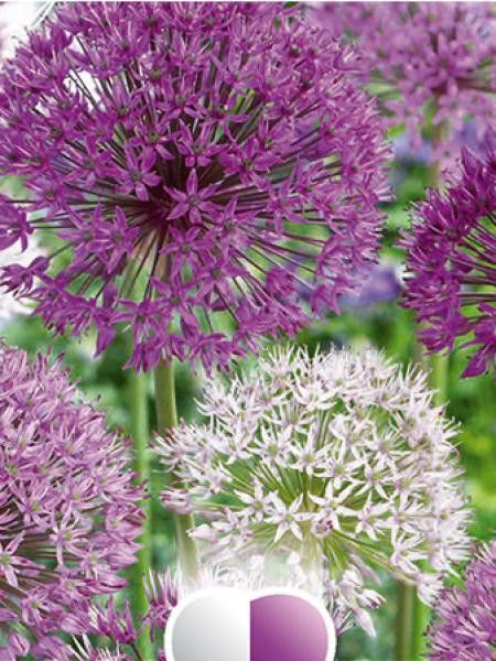 Ail d'ornement 'Large Ball Blend'