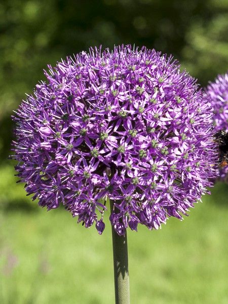 Ail d'ornement 'Mars'