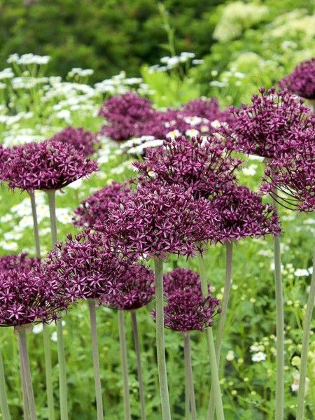 Ail d'ornement 'Miami'