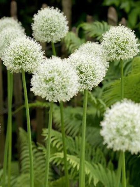 Ail d'ornement 'Mont Blanc'