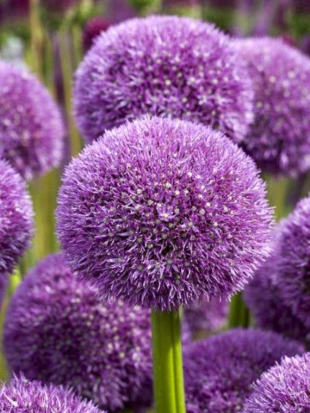 Ail d'ornement 'Pinball Wizard'