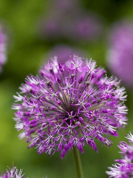 Ail d'ornement rosenbachianum