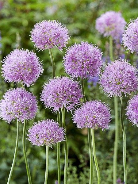 Ail d'ornement 'Rosy Dream'