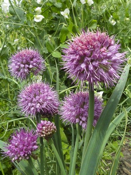 Ail d'ornement 'Rosy Dream'
