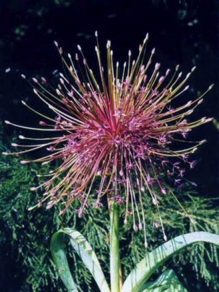 Ail d'ornement schubertii