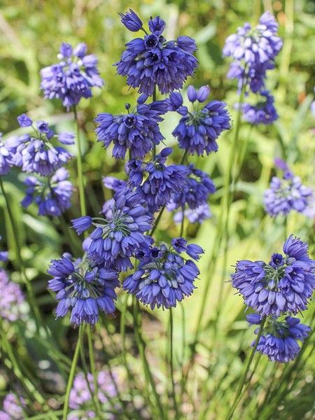 Ail d'ornement sikkimense