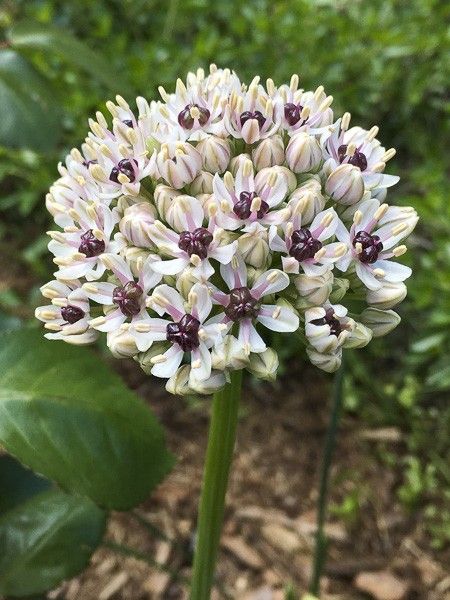 Ail d'ornement 'Silver Spring'