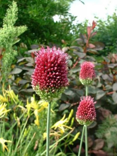 Ail d'ornement sphaerocephalum