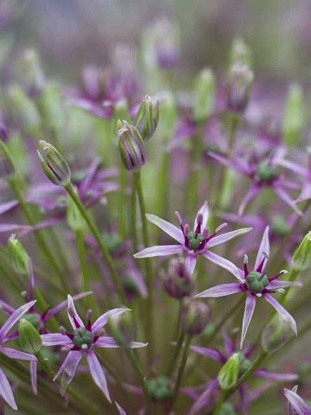 Ail d'ornement 'Spider'