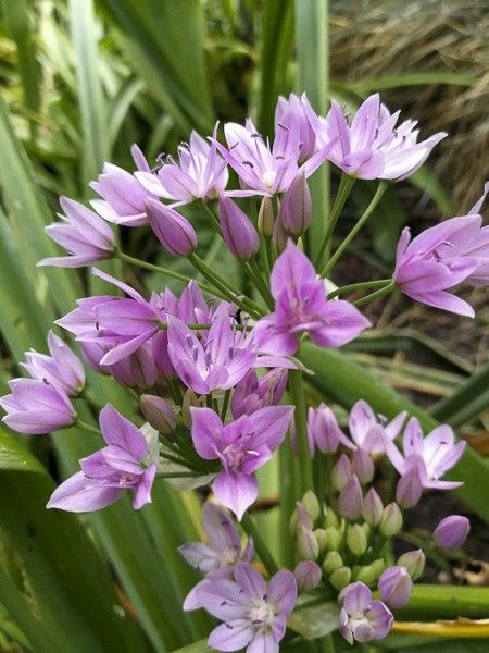 Ail d'ornement unifolium