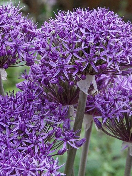 Ail d'ornement 'Violet Beauty'