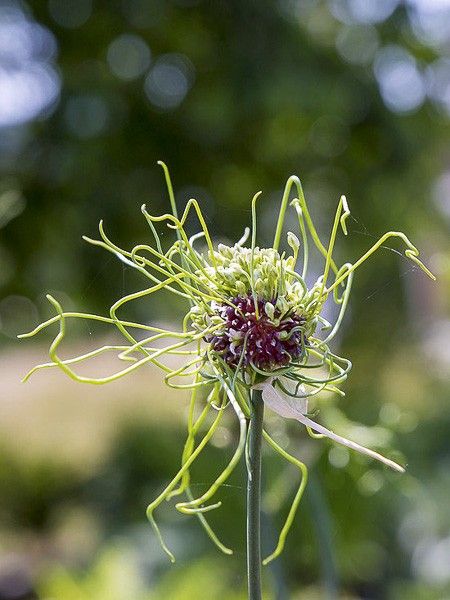 Ail des vignes 'Hair'