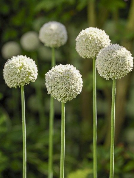 Ail faux poireau 'White Cloud'