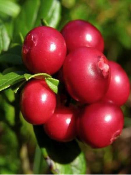 Airelle rouge 'Red Candy'®