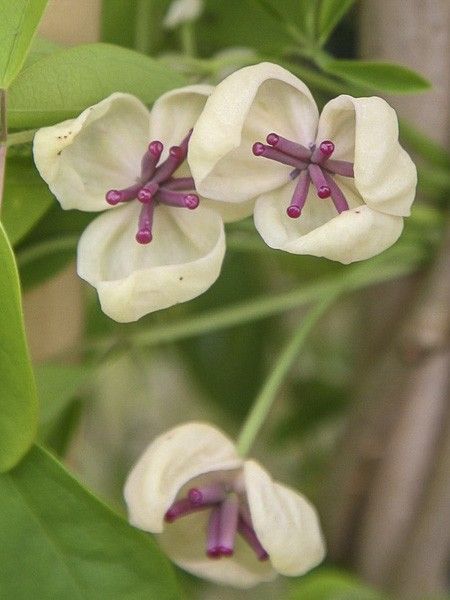 Akébie 'Cream Form'