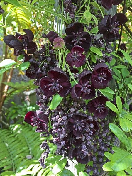 Akébie longeracemosa