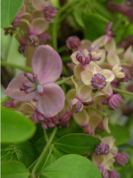 Akébie 'Silver Bells'