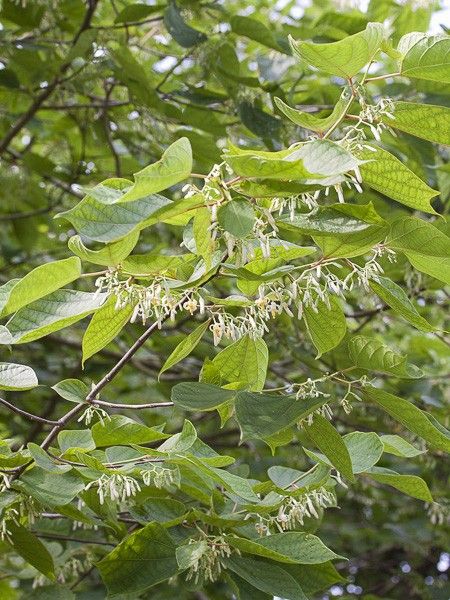 Alangium de Chine