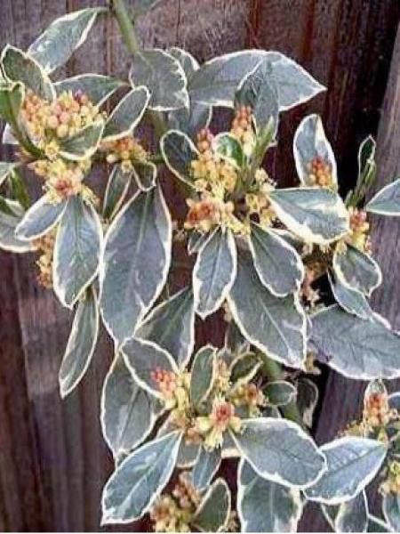 Alaterne 'Argenteovariegata'