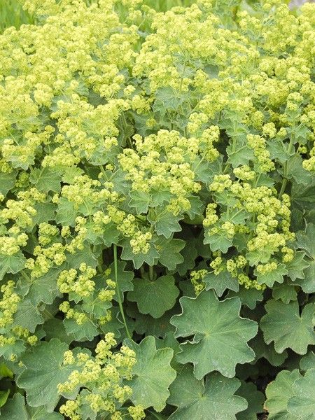 Alchemille commune 'Thriller'