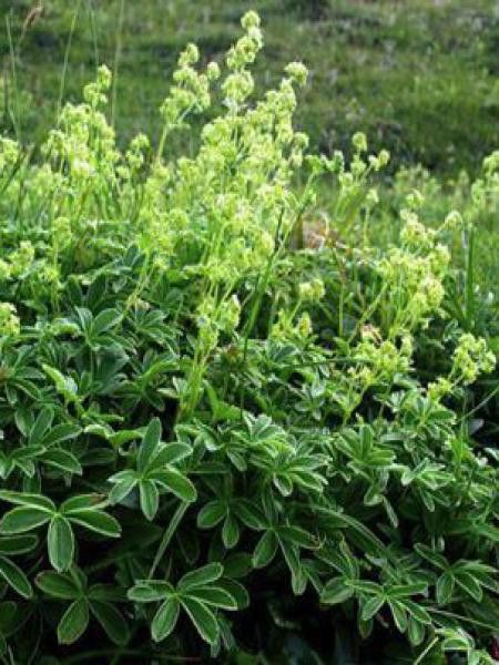 Alchemille des Alpes