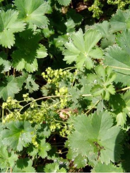 Alchemille du Caucase