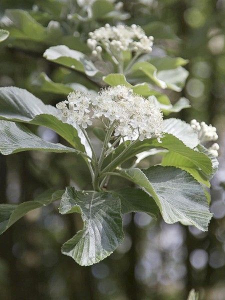 Alisier blanc 'Lutescens'
