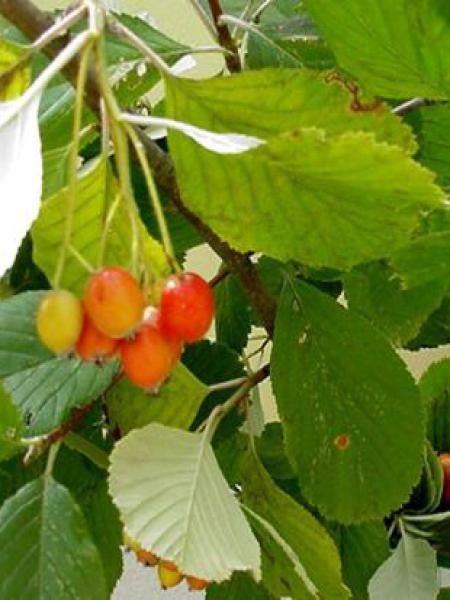 Allier, alisier blanc, allouchier