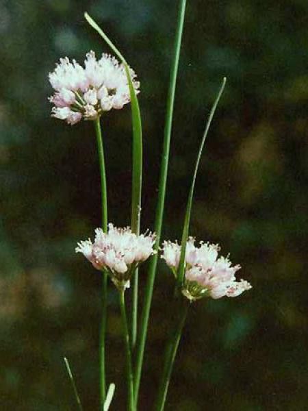 Allium senescens montanum